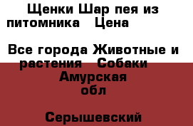 Щенки Шар пея из питомника › Цена ­ 25 000 - Все города Животные и растения » Собаки   . Амурская обл.,Серышевский р-н